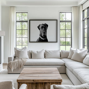 Great Dane Photograph