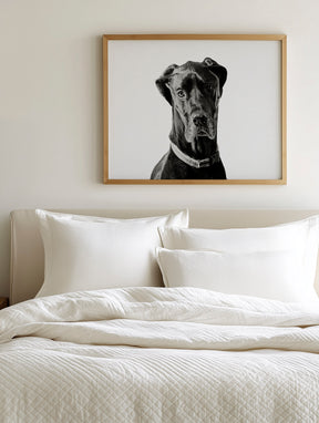 Great Dane Photograph