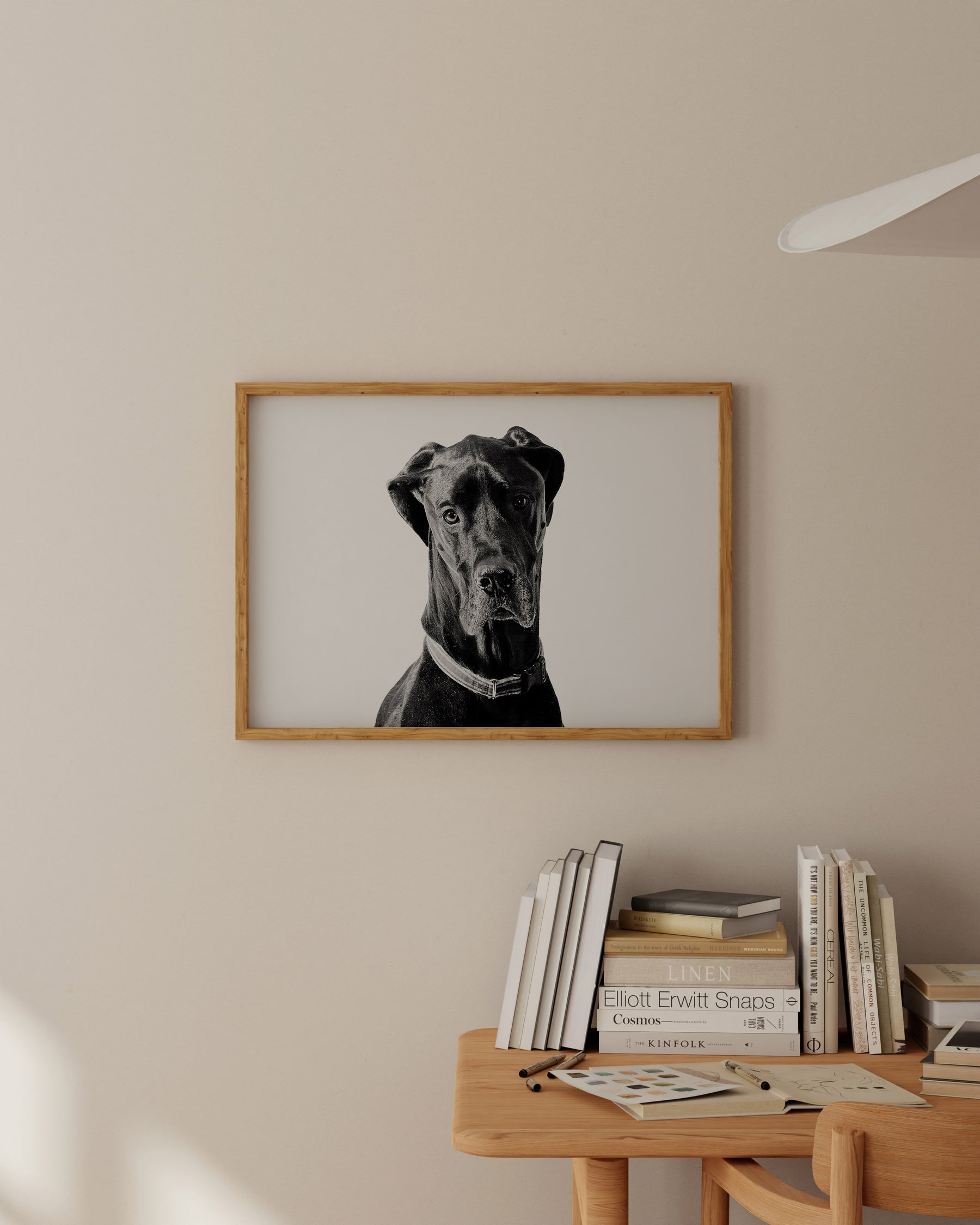 Great Dane Photograph