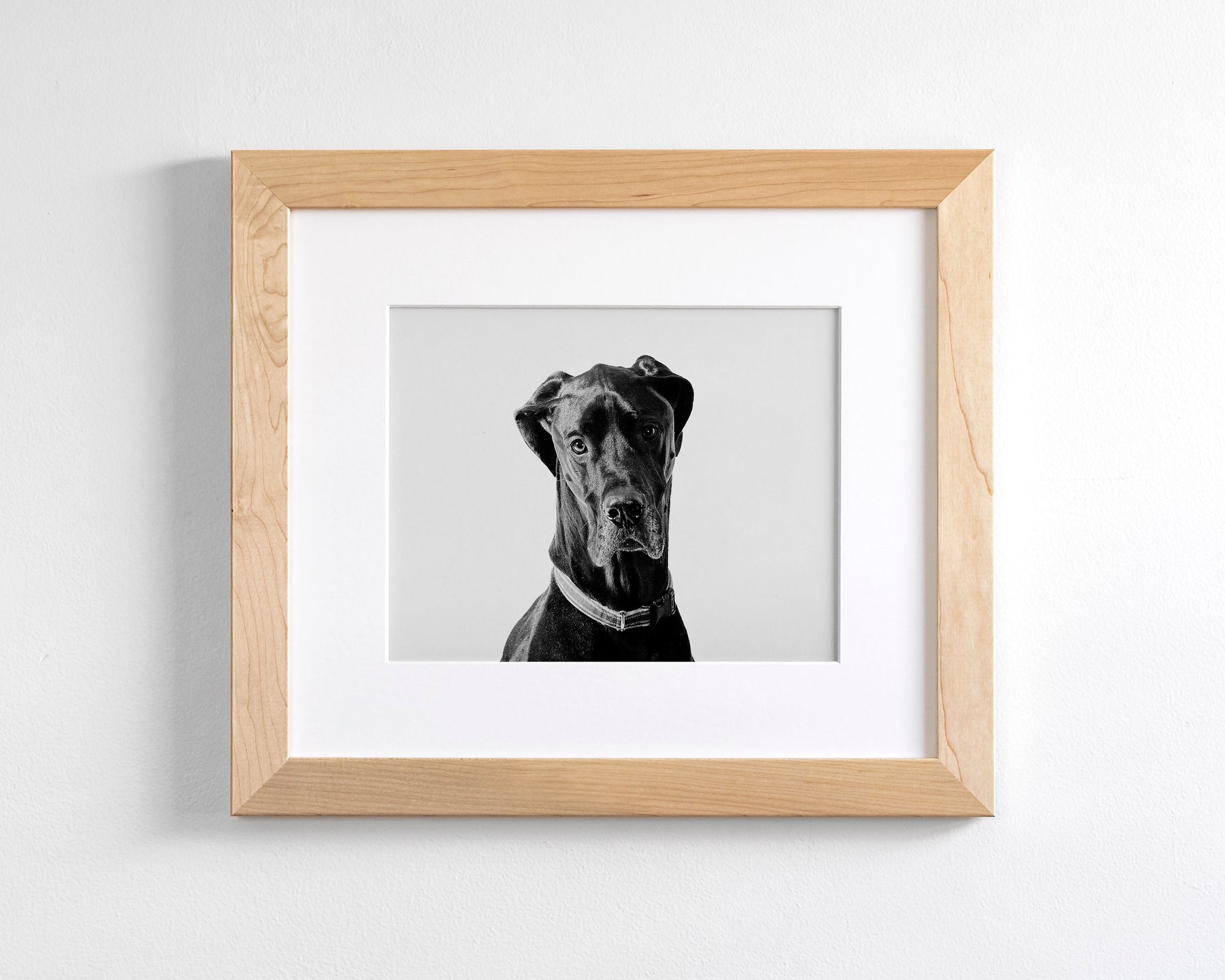 Great Dane Photograph