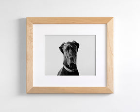 Great Dane Photograph