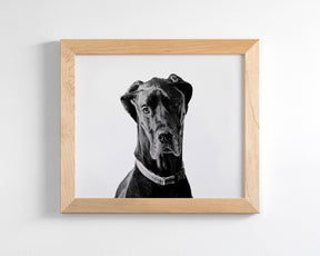 Great Dane Photograph