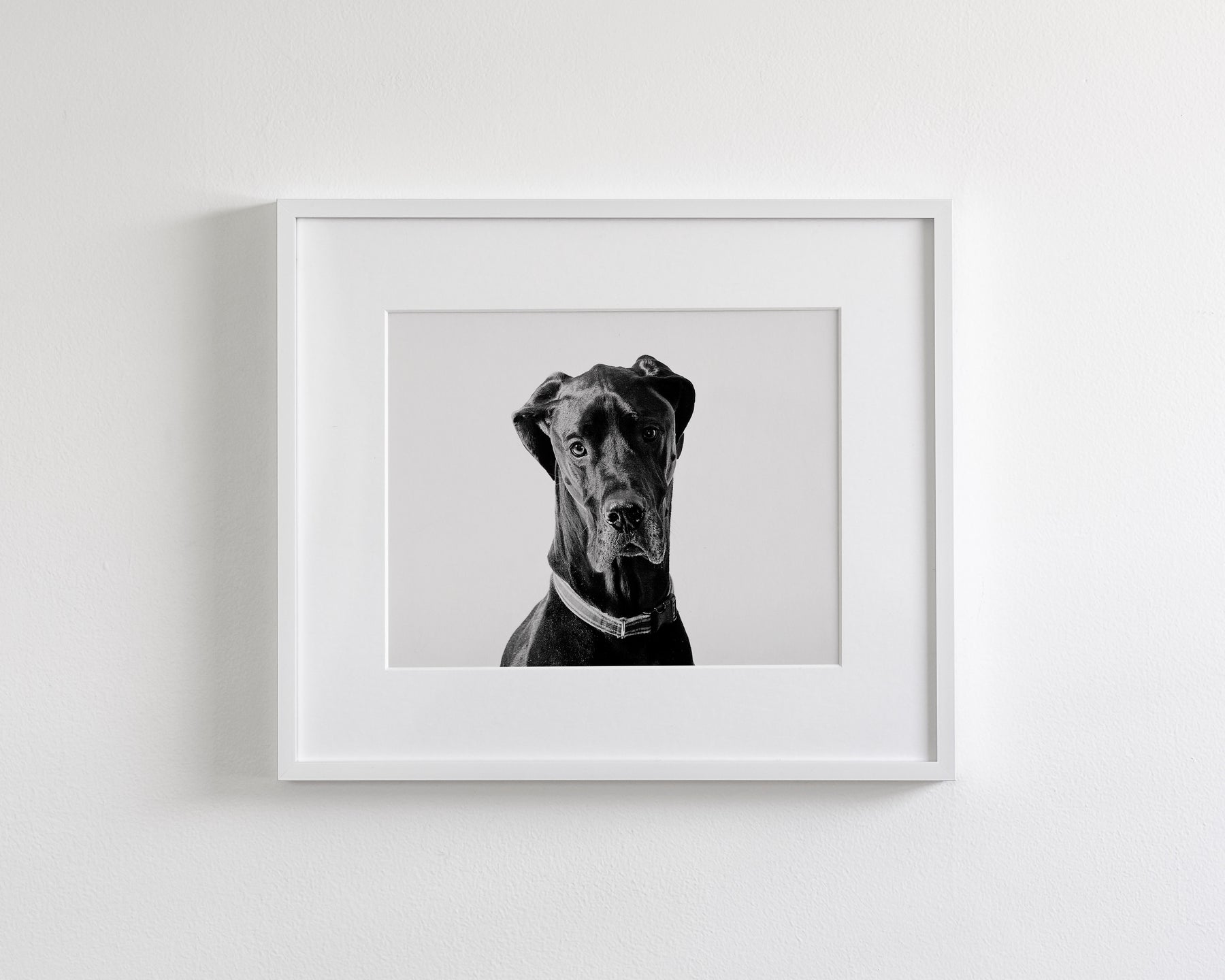 Great Dane Photograph