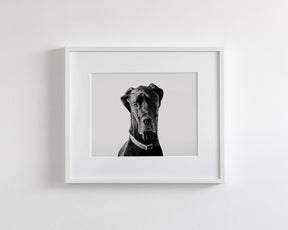 Great Dane Photograph