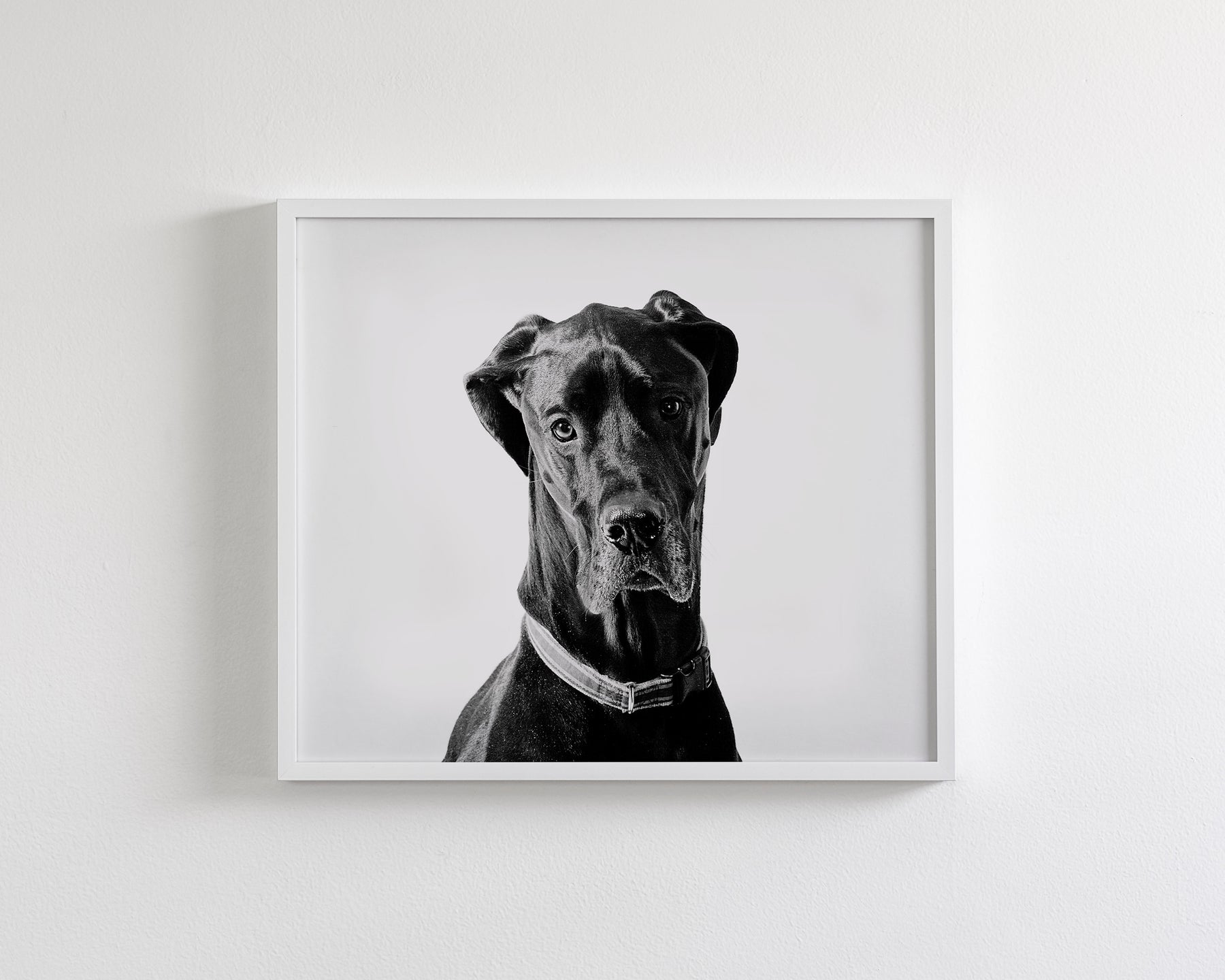 Great Dane Photograph