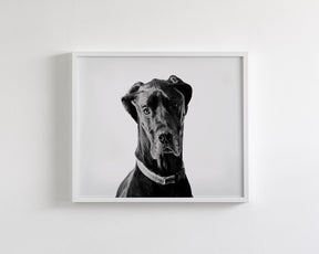 Great Dane Photograph