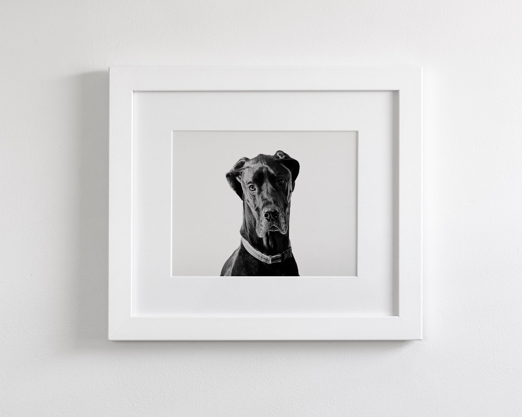 Great Dane Photograph