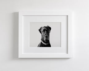 Great Dane Photograph