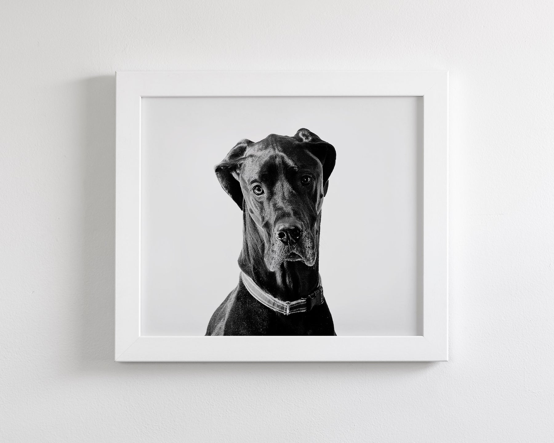 Great Dane Photograph