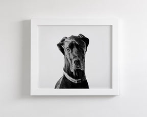 Great Dane Photograph