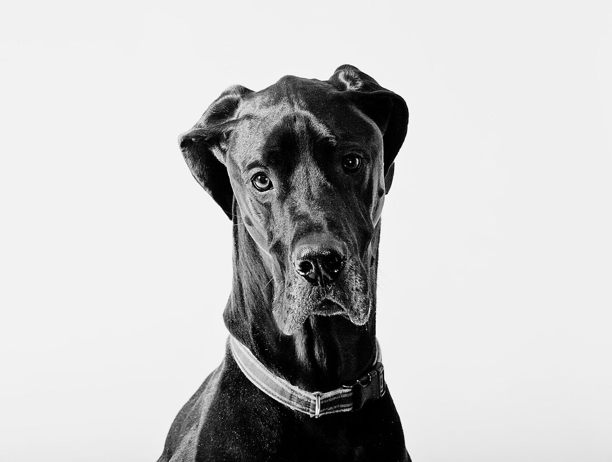 Great Dane Photograph