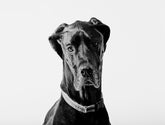 Great Dane Photograph