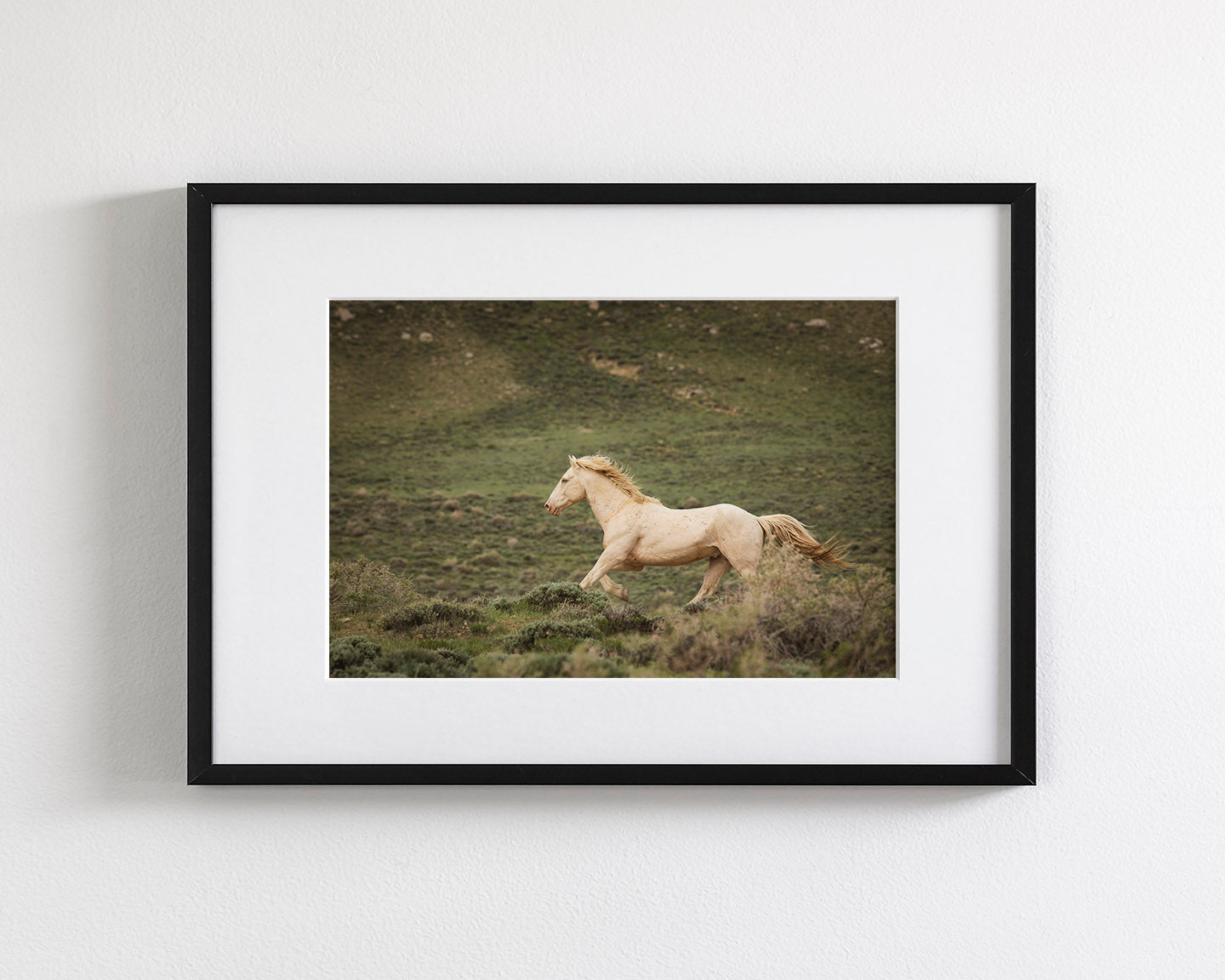 Hillside Stallion