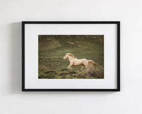Hillside Stallion