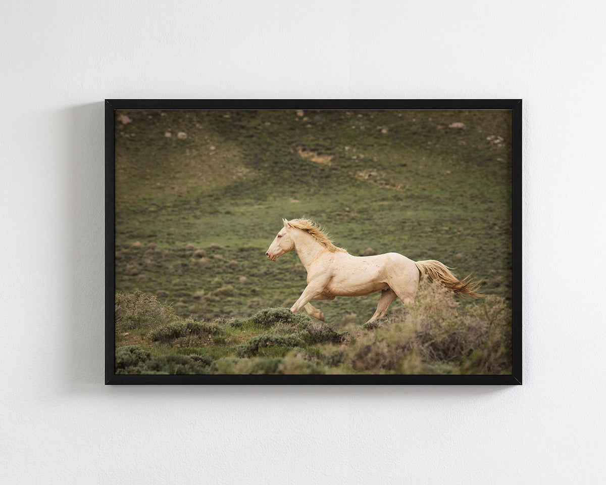 Hillside Stallion
