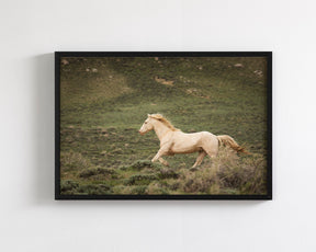 Hillside Stallion