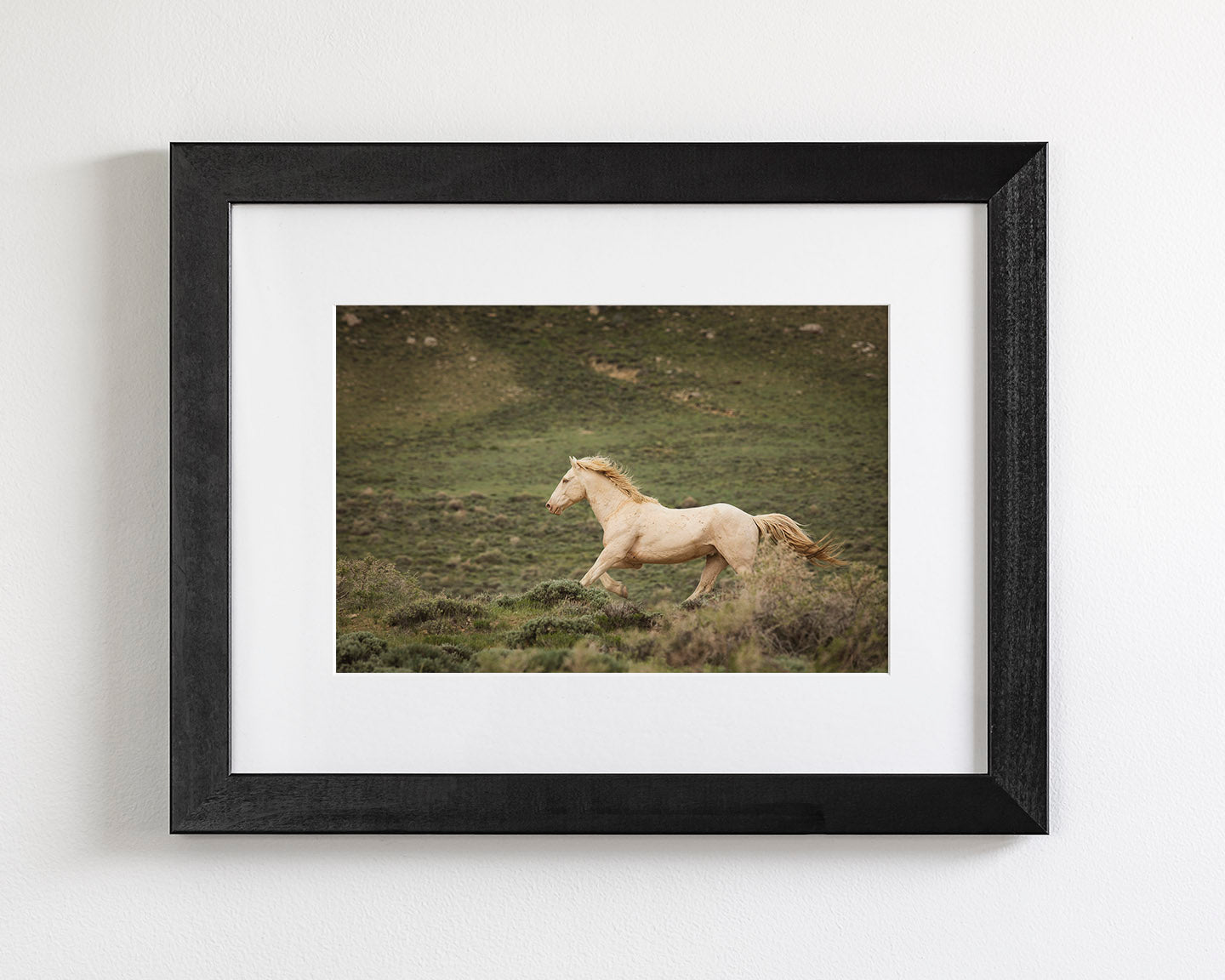 Hillside Stallion