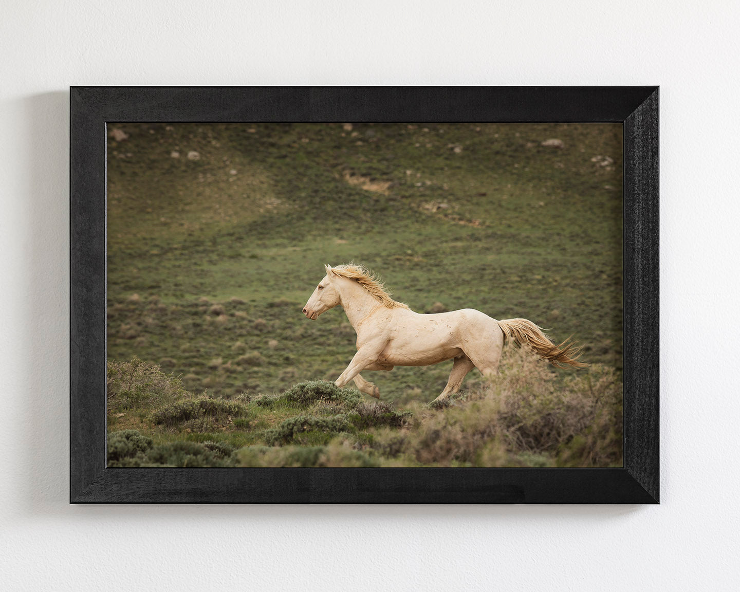 Hillside Stallion
