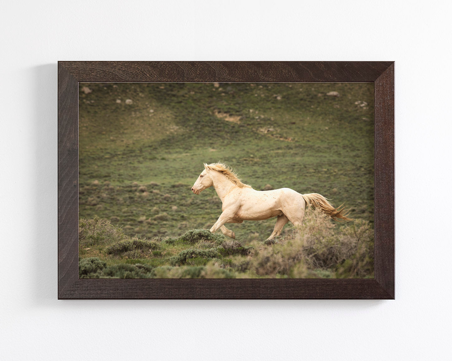 Hillside Stallion