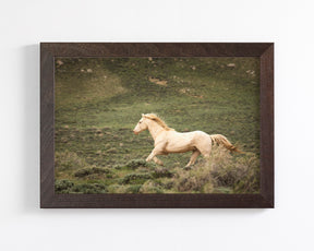 Hillside Stallion