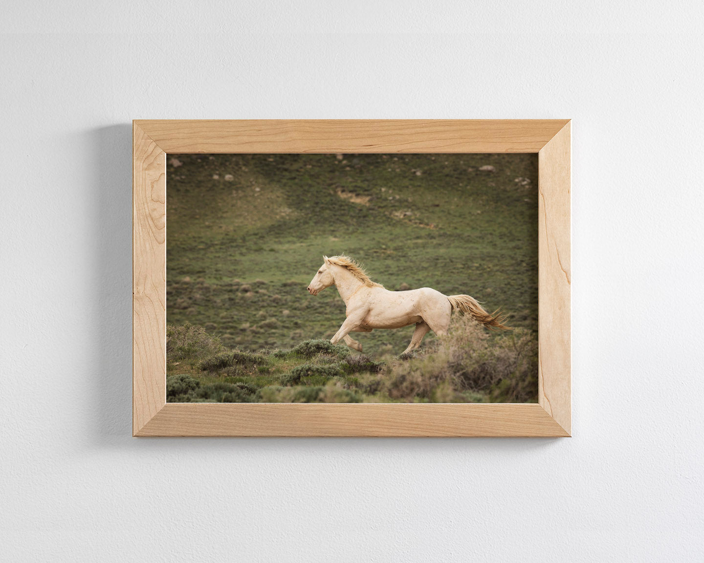 Hillside Stallion