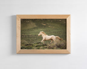 Hillside Stallion