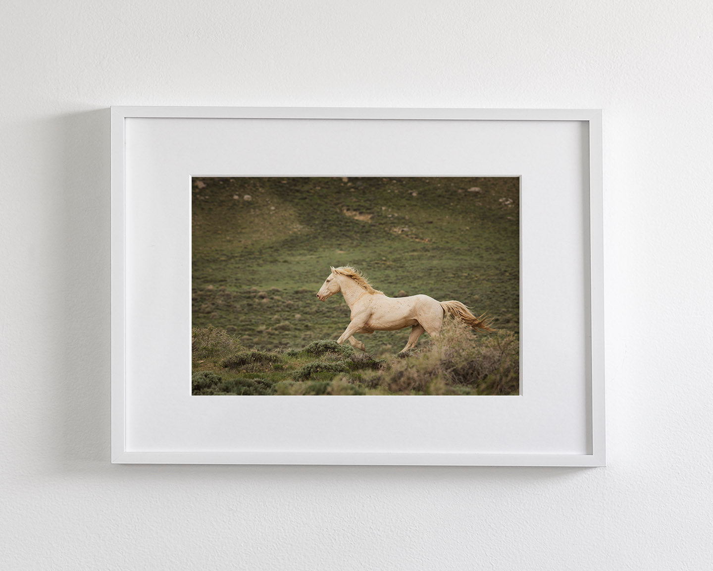 Hillside Stallion