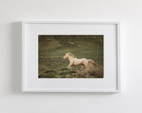Hillside Stallion