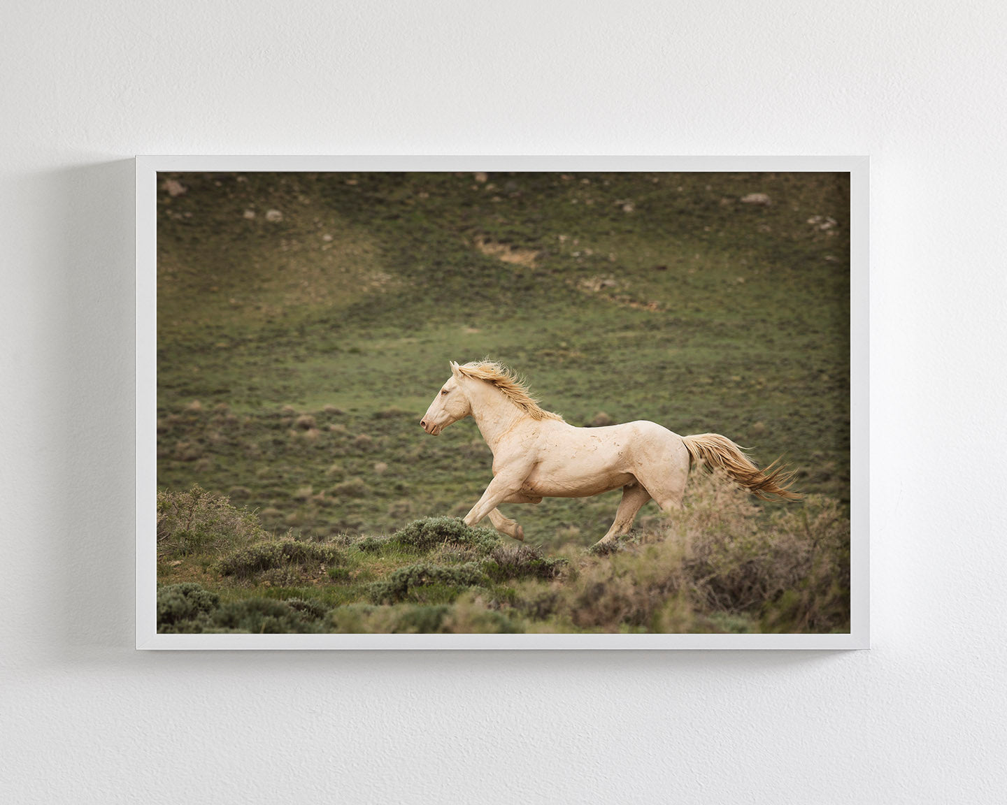 Hillside Stallion