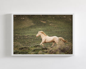 Hillside Stallion