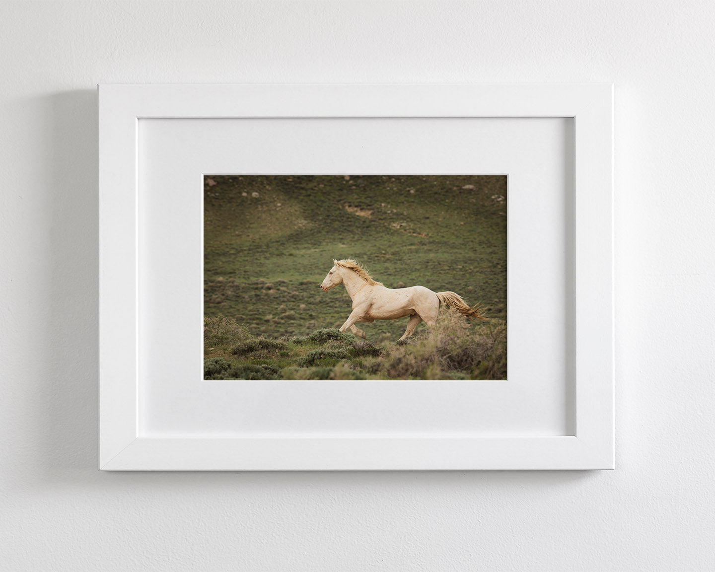 Hillside Stallion