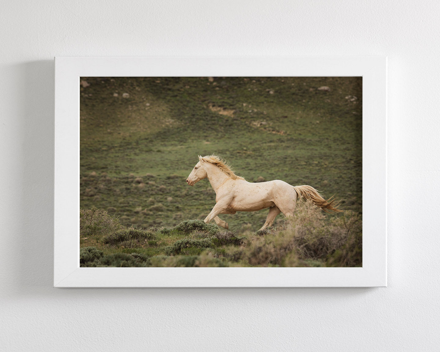 Hillside Stallion