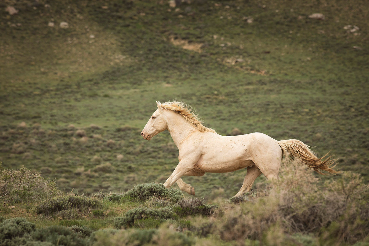 Hillside Stallion