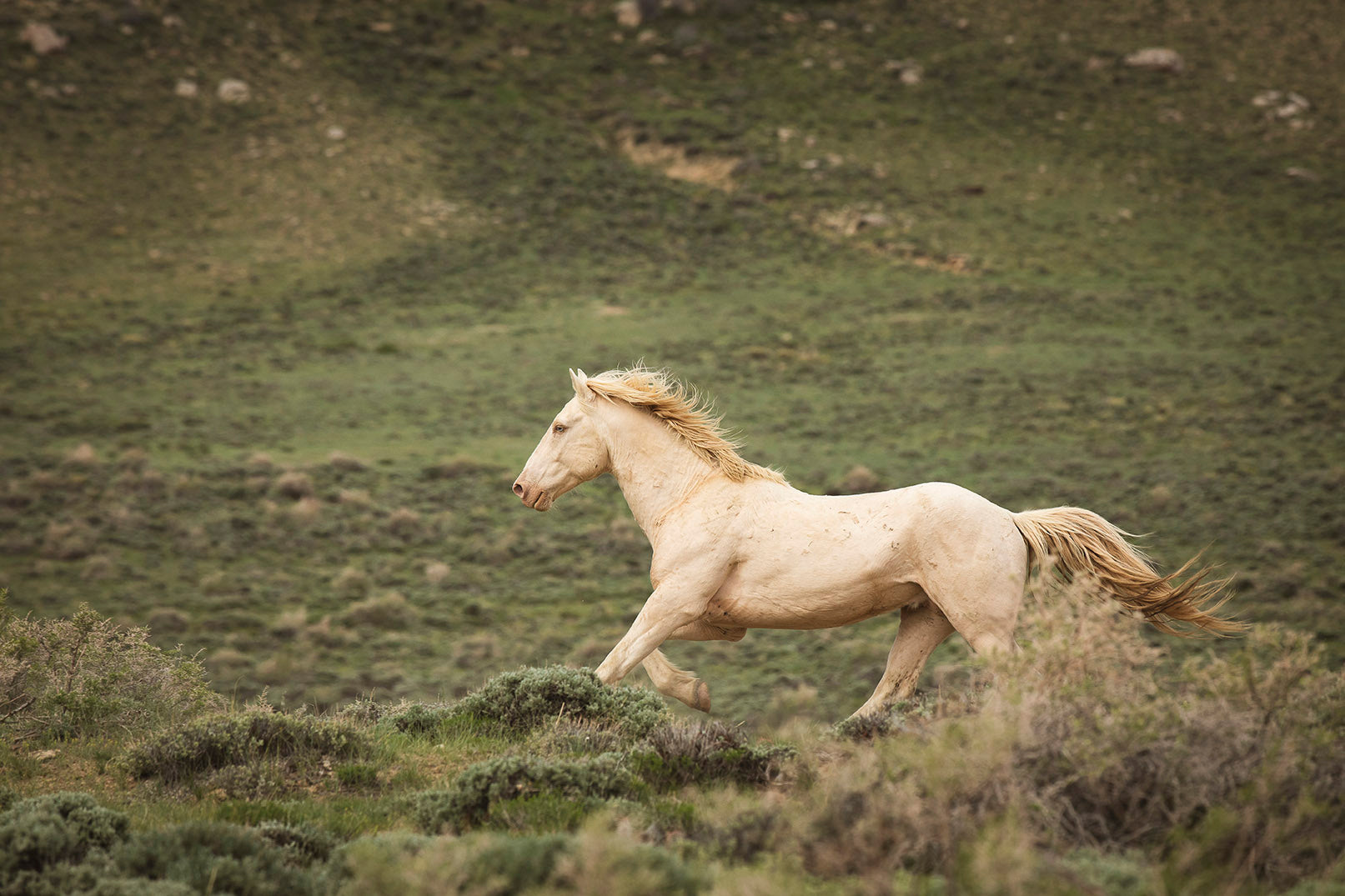 Hillside Stallion