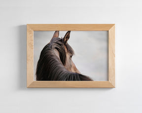 Sideways Glance in Color