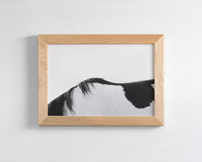 Modern Horse Back, Black and White