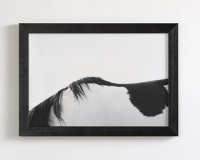 Modern Horse Back, Black and White