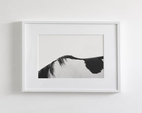 Modern Horse Back, Black and White
