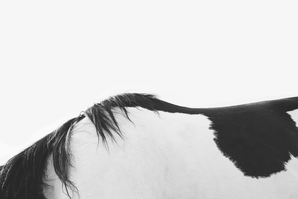 Modern Horse Back, Black and White