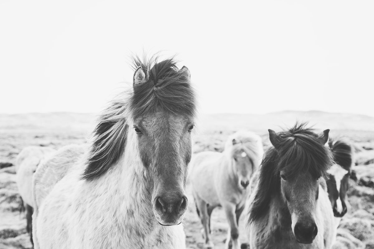 Icelandic Greeting