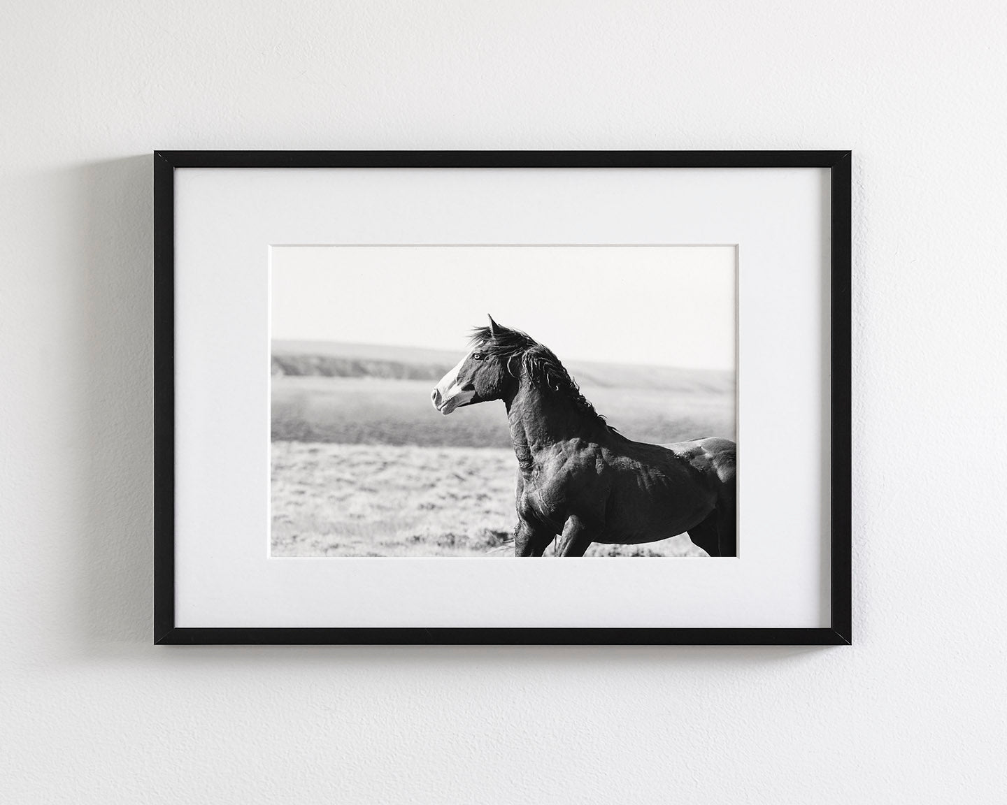 Captivating Wild Stallion, Jack