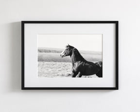 Captivating Wild Stallion, Jack
