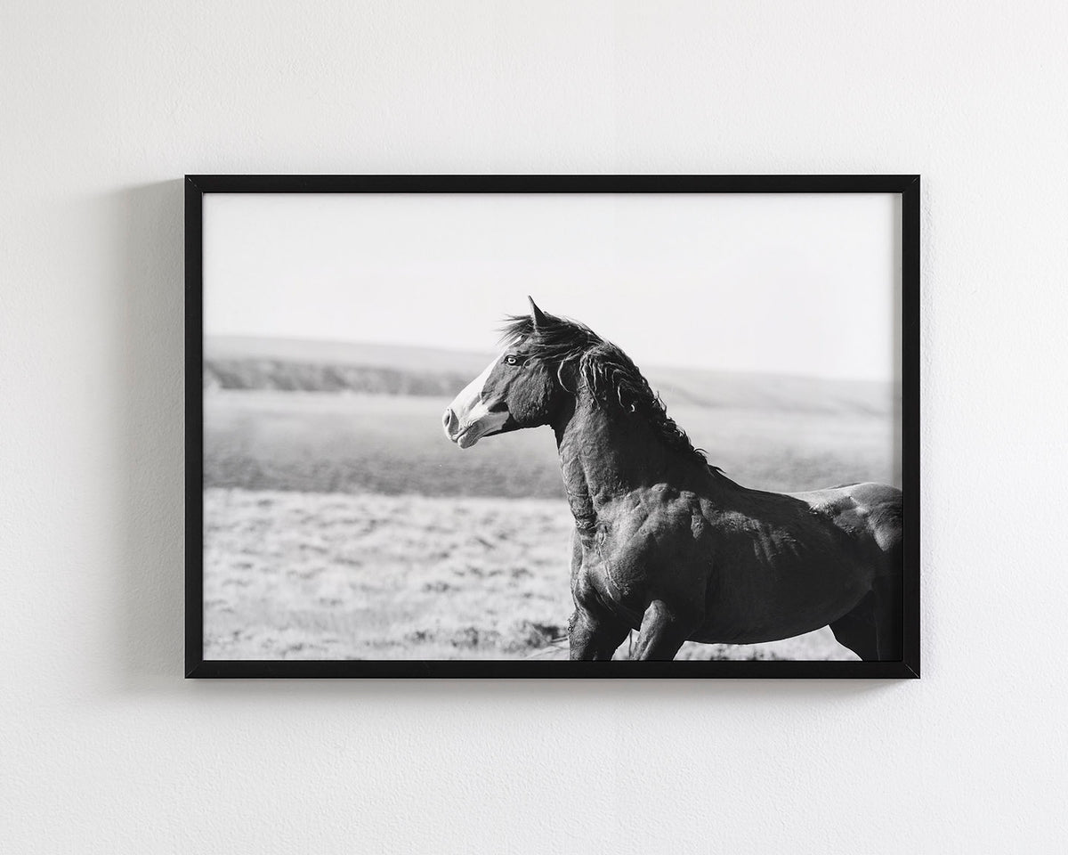Captivating Wild Stallion, Jack