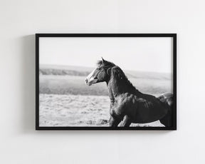 Captivating Wild Stallion, Jack