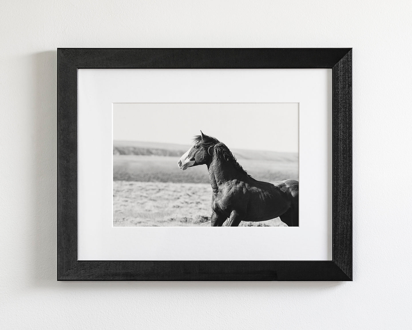 Captivating Wild Stallion, Jack