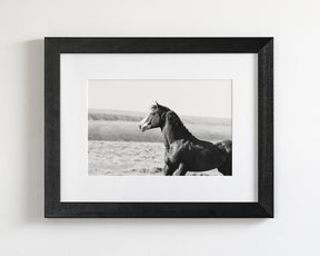 Captivating Wild Stallion, Jack