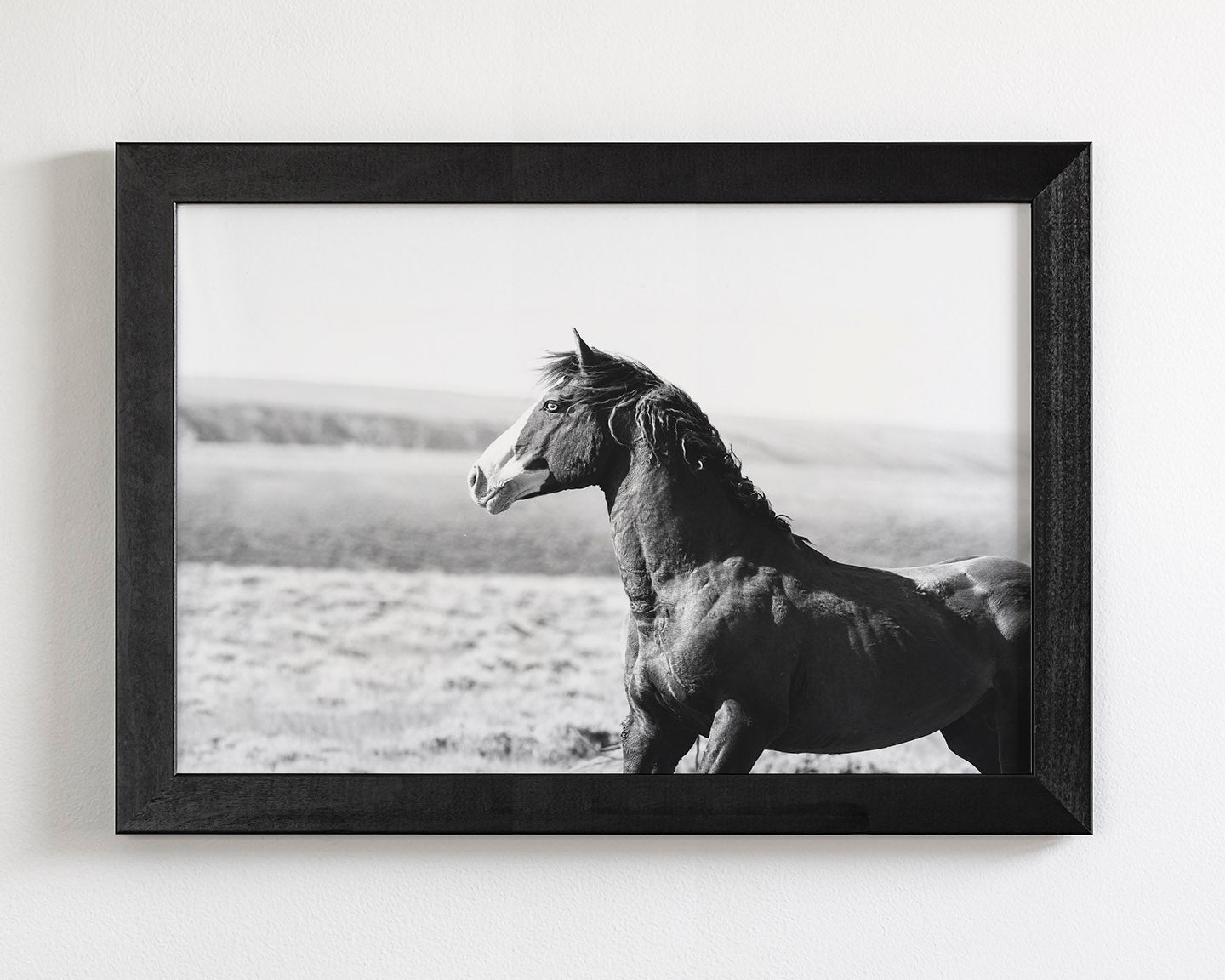 Captivating Wild Stallion, Jack