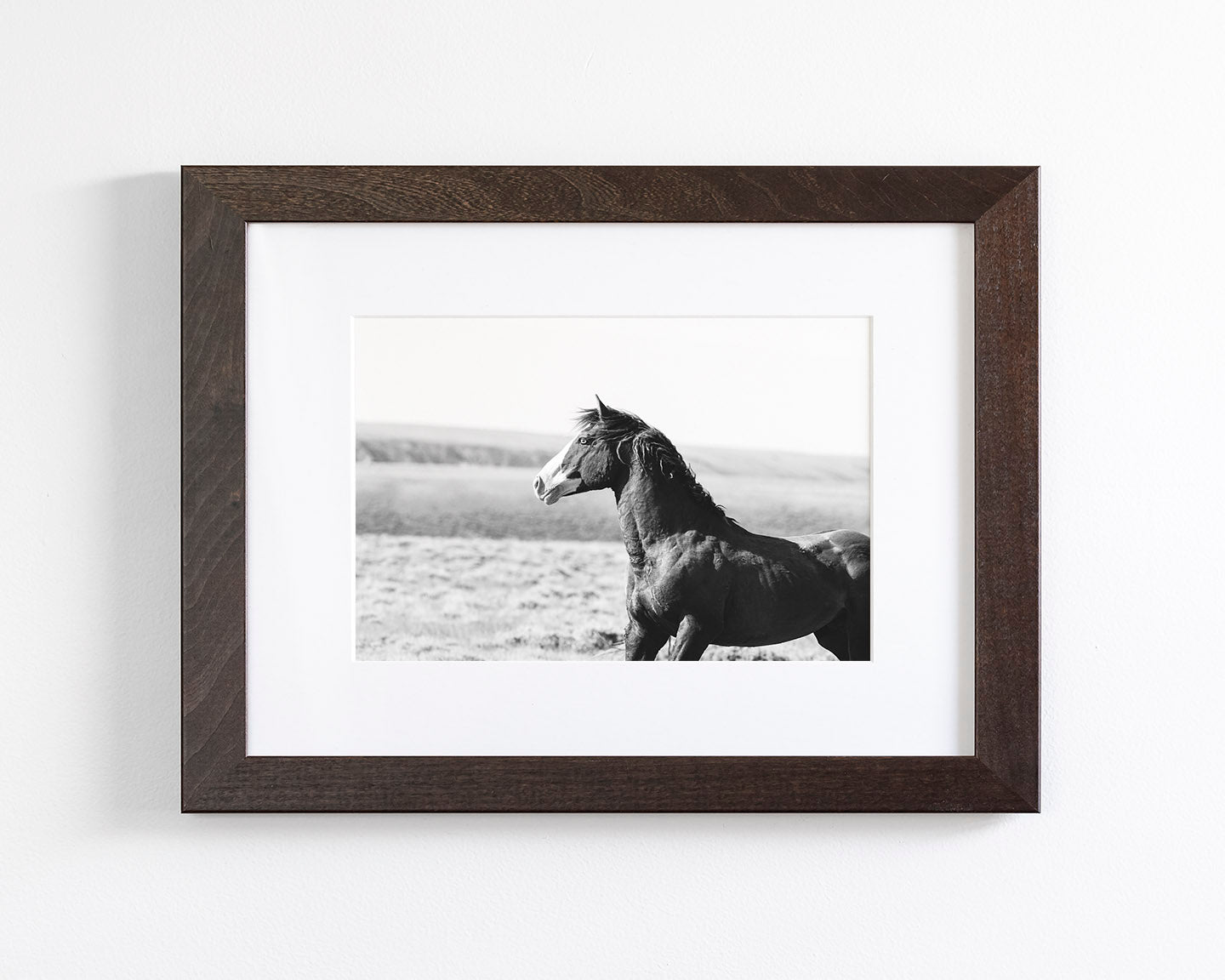 Captivating Wild Stallion, Jack