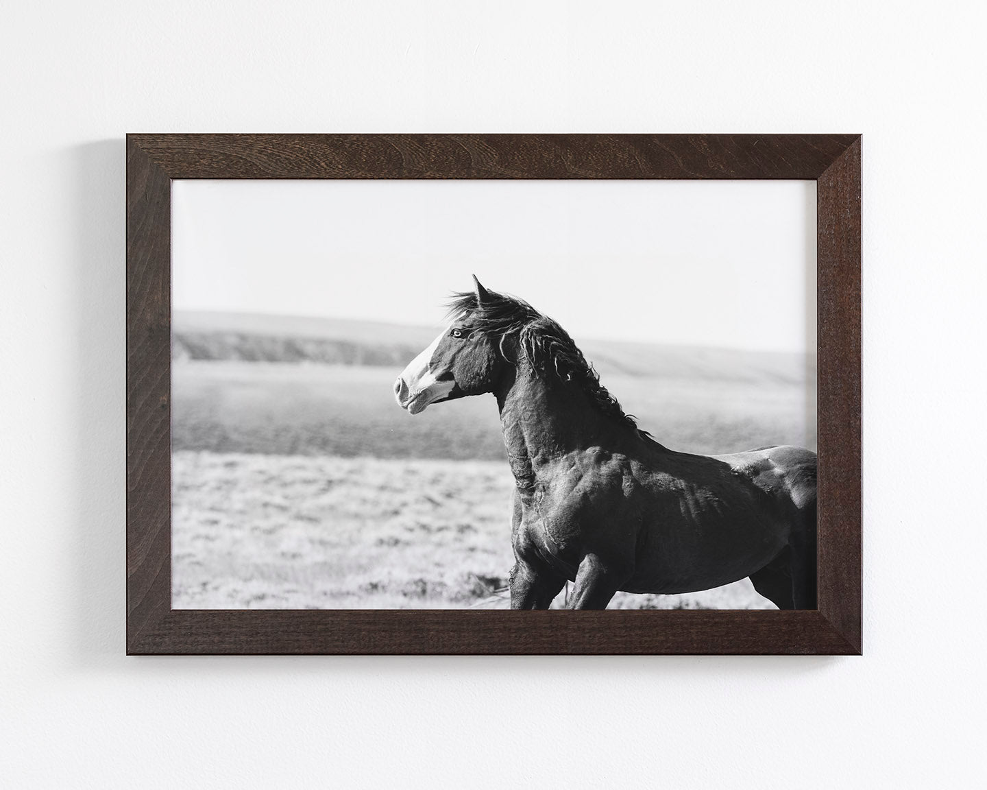 Captivating Wild Stallion, Jack
