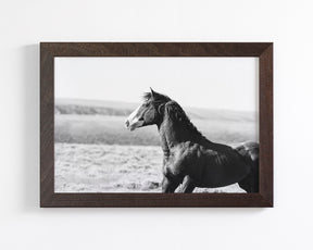 Captivating Wild Stallion, Jack